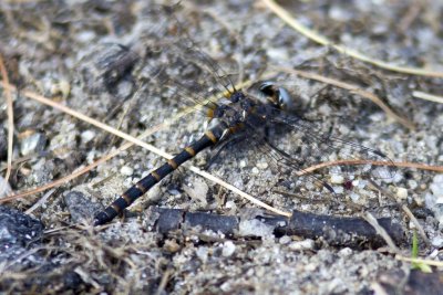 Ringed Boghaunter (Williamsonia lintneri), S.Hampton, NH