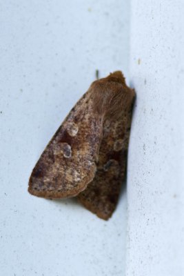 Ruby Quaker (Orthosia rubescens), East Kingston, NH