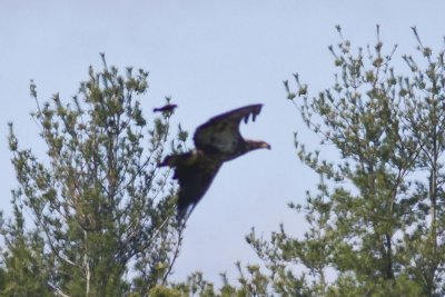 Bald Eagle(Haliaeetus leucocephalus) (immature) and ScarletTanager(Piranga olivacea), Martin Road Fremont, NH
