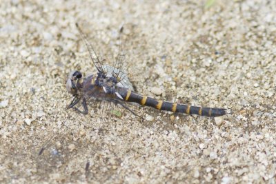 Ringed Boghaunter (Williamsonia lintneri), Fremont, NH