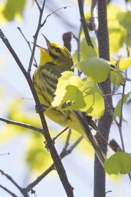 Prairie Warbler (Setophaga discolor), Fremont, NH