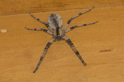 Nursery Web Spider (Pisaurina mira), East Kingston, NH