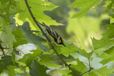 Chestnut-sided Warbler (Setophaga pensylvanica), Pawtuckaway State Park, Nottingham, NH
