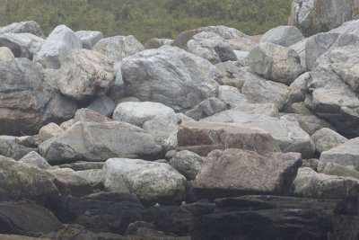 Summer Tanager (Piranga rubra), Smuttynose Island, ME