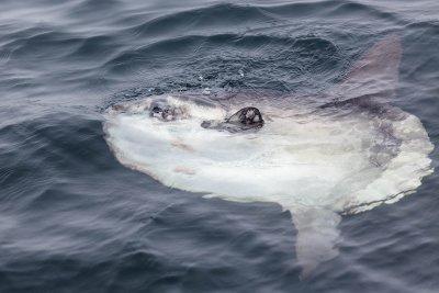 Ocean Sunfish (Mola mola), out of Rye, NH
