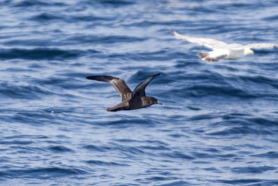 Sooty Shearwater (Puffinus griseus), out of Rye, NH