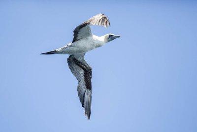 Northern Gannet (Morus bassanus), out of Rye, NH