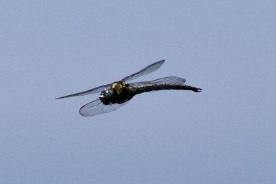 Cyrano Darner (Nasiaeschna pentacantha), Brentwood, NH