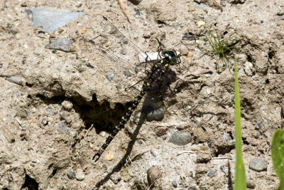 Harlequin Darner (Gomphaeschna furcillata)(male), Brentwood Mitigation Area, Brentwood, NH