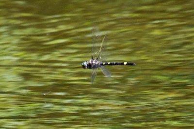 Swift (Illinois) River Cruiser (Macromia illinoiensis), Exeter River, Exeter, NH
