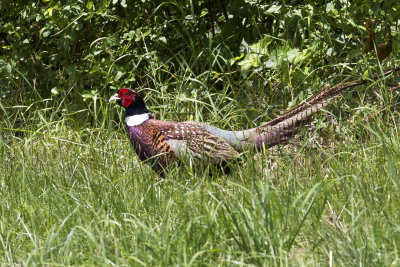 Ring-necked Pheasant (Phasianus colchicus), Brentwood, NH