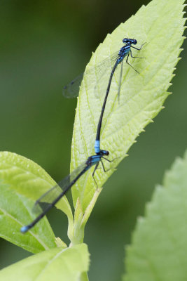 Turquoise Bluet (Enallagma divagans), Exeter River, Brentwood, NH