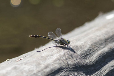 Unicorn Clubtail (Arigomphus villosipes), NHA Brookside Sanctuary, South Hampton, NH