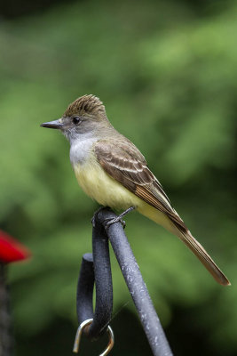 Great-crested Flycatcher (Myiarchus crinitus), East Kingston, NH