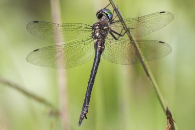 Clamp-tipped Emerald (female) (Somatochlora tenebosa), Brentwood, NH