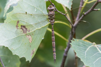 Shadow Darner (Aeshna umbrosa) (female), Brentwood Mitigation Area, Brentwood, NH