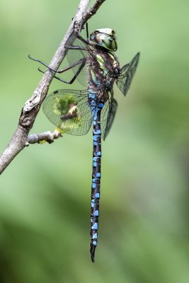 Green-striped Darner (Aeshna verticalis) (male), Brentwood Mitigation Area, Brentwood, NH