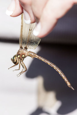 Fawn Darner (Boyeria vinosa), Exeter River at Rowell Road, Brentwood, NH