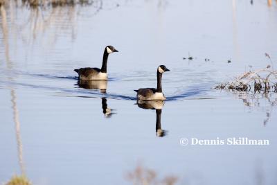 Canada Geese, Brentwood, NH - April 2006