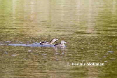 Pied-billed Grebes, Brentwood, NH - May 2006
