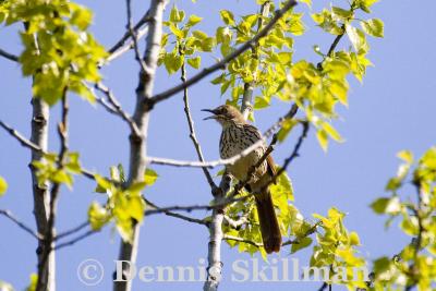 Brown Thrasher, Brentwood, NH - May 2006