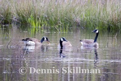Canada Geese, Brentwood, NH - May 2006