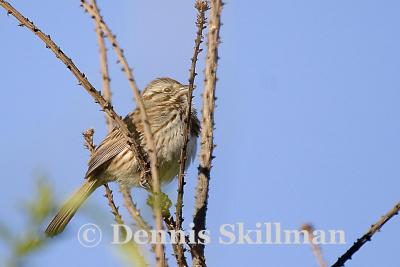 Song Sparrow, Brentwood, NH - April 2006