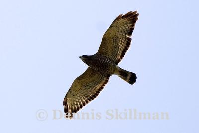 Broad-winged Hawk, Brentwood, NH - April 2006