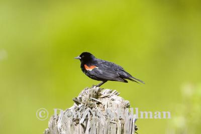 Red-winged Blackbird, Brentwood, NH - May 2006