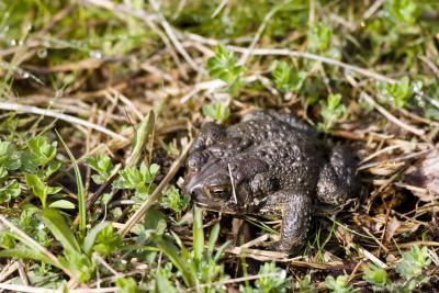 American Toad (Bufo americanus), Brentwood Mitigation Area, Brentwood, NH