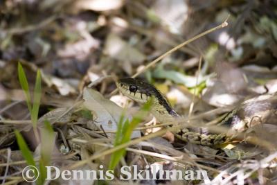 Eastern Garter Snake (Thamnophis sirtalis), Brentwood Mitigation Area, Brentwood, NH