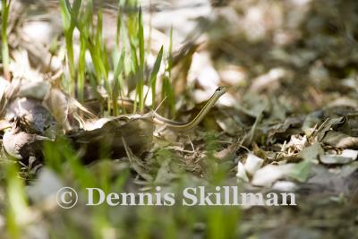 Eastern Ribbon Snake (Thamnophis sauritus), Brentwood Mitigation Area, Brentwood, NH