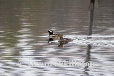 Hooded Mergansers, Brentwood, NH - April 2006