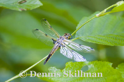 Four-Spotted Skimmer (Libellula quadrimaculata), Brentwood Mitigation Area, Brentwood, NH. 