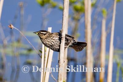 Red-winged Blackbird (female), Brentwood, NH - June 2006