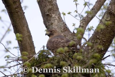 Broad-winged Hawk on Nest, East Kingston, NH - May 2006