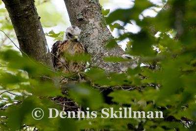 Young Broad-winged Hawks on Nest, East Kingston, NH (2) - July 2006