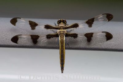 Twelve-Spotted Skimmer (Libellula pulchella) (female), Willow Road, East Kingston, NH.