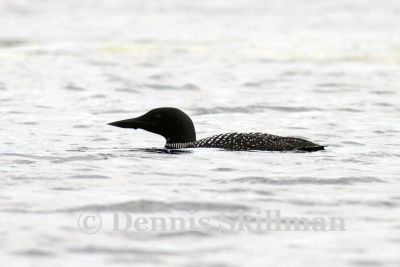 Common Loon, Pawtuckaway State Park, Nottingham, NH - July 2006