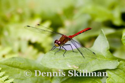 Probable Cherry-faced Meadowhawk (Sympetrum internum) (male), Willow Road, East Kingston, NH.