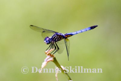 Blue Dasher (Pachydiplax longipennis) (male), Willow Road, East Kngston, NH.