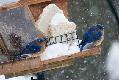Bluebirds in Snowstorm, East Kingston, NH.