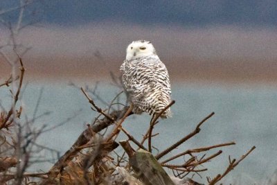 Snowy Owl, Parker River National Wildlife Refuge, Newbury, MA.