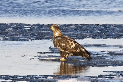Bald Eagle (immature), Merrimack River, Newburyport, MA.