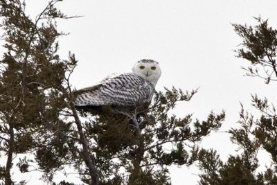 Snowy Owl, Parker River NWR, Newbury, MA.
