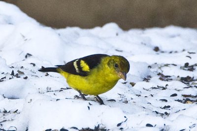 Western Tanager, Merrimac, MA.