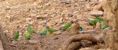 small blurry parrots or parakeets