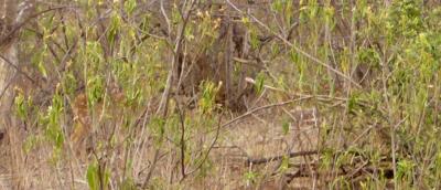 can you spot the animal?
