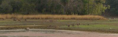 watering hole