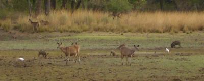 proper safari landscape with animals